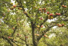 De árboles y frutos. Una vida enraizada en Cristo